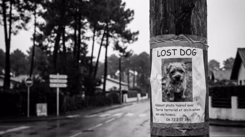 Chien ou Animal Disparu à Anglet et Pays Basque : Que Faire & Comment Enquêter sur un Vol (Guide 2026)